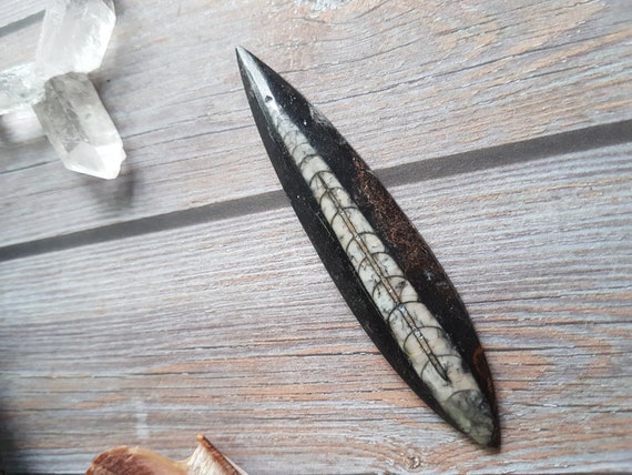 Orthoclase Fossil Archeology Jurassic Period Fossil Etsy