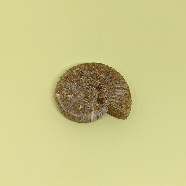 Ammonit | Fossil