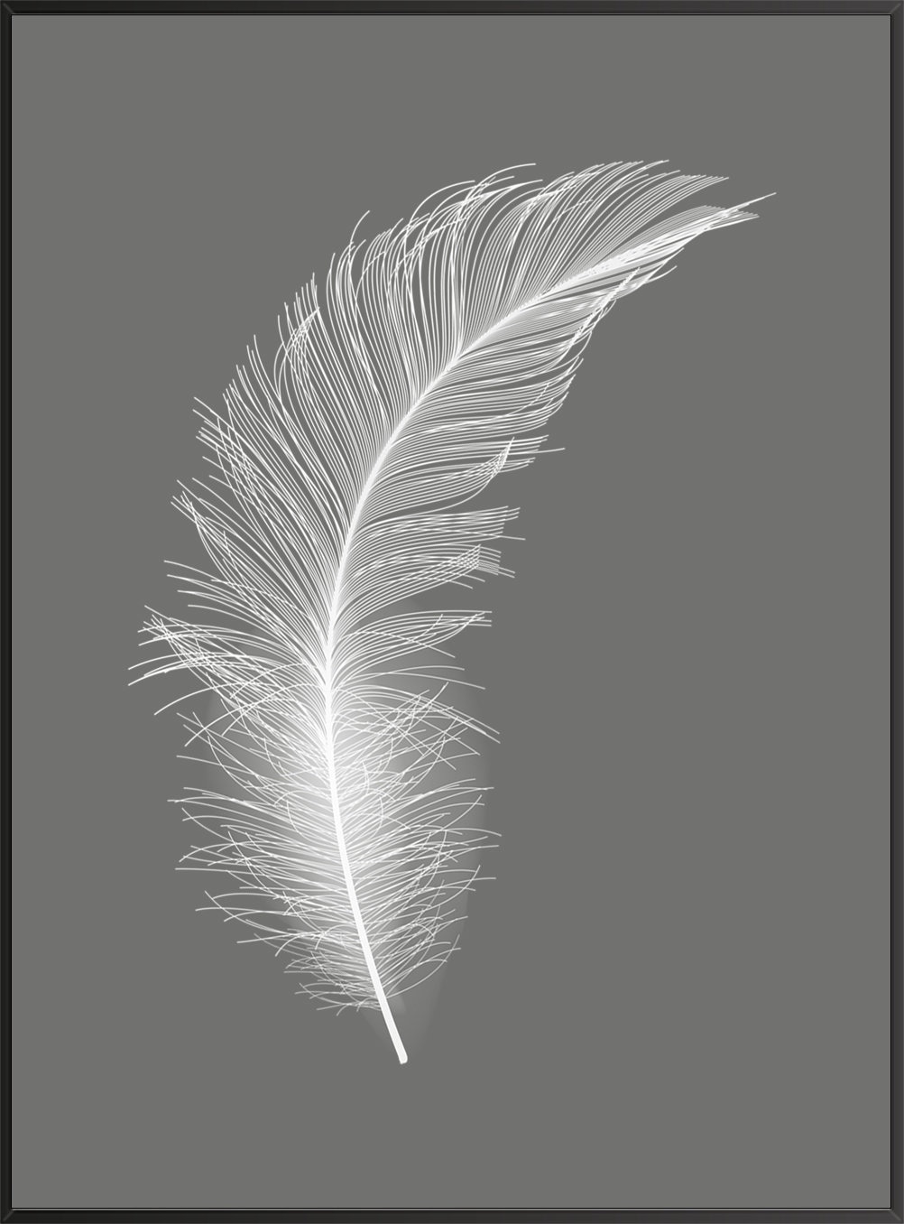White Feathers Wall Art Feather Prints Feather Wall Art Kitchen white-feathers-wall-art-feather-prints-feather-wall-art-kitchen