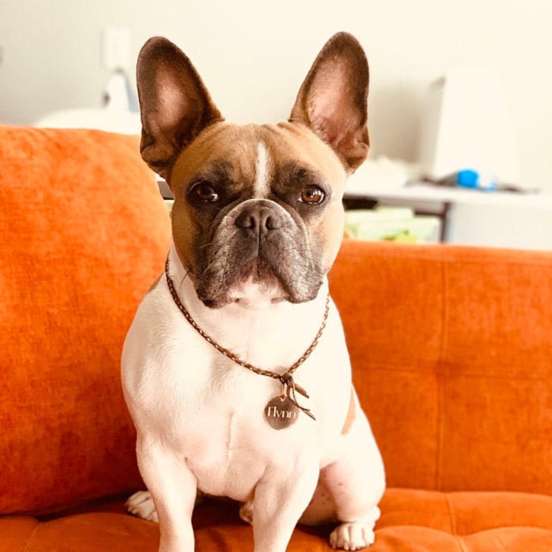 Rose Gold Round Pet Id Stainless Steel Engraved Dog Tag Etsy