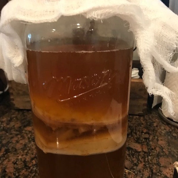 Organic Kombucha SCOBY