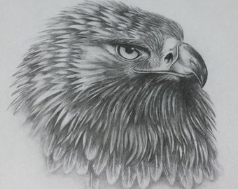 Pencil Drawing Eagle Eagles