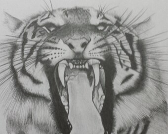 Pencil Drawing Tiger