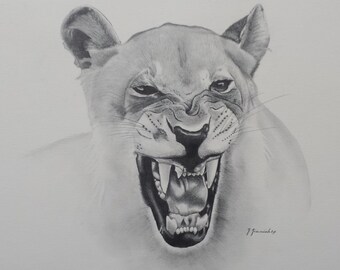 Pencil Drawing Lioness