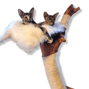Olive tree best sale cats