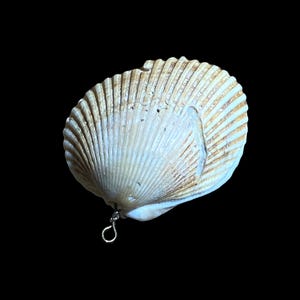 May include: A natural seashell pendant with a silver-coloured loop. The shell is off-white with brown and gold accents, and has a ribbed texture. The background is solid black.