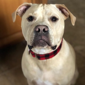 Collar para perro Martingale de cuadros rojos de búfalo: Cuadros de leñador