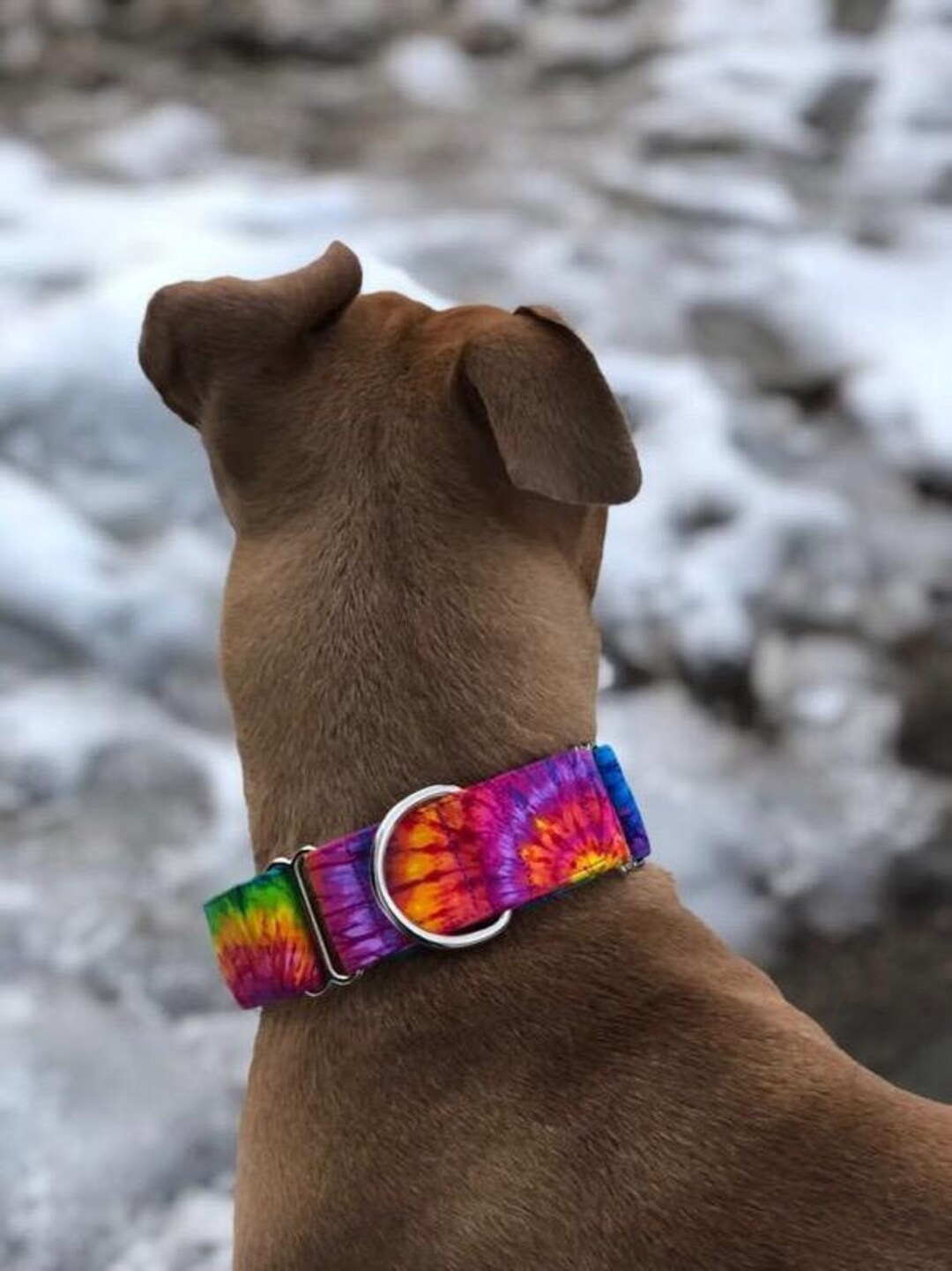 Martingale Dog Collar Original Hippie Tie Dye Dog Collar Pride Collar