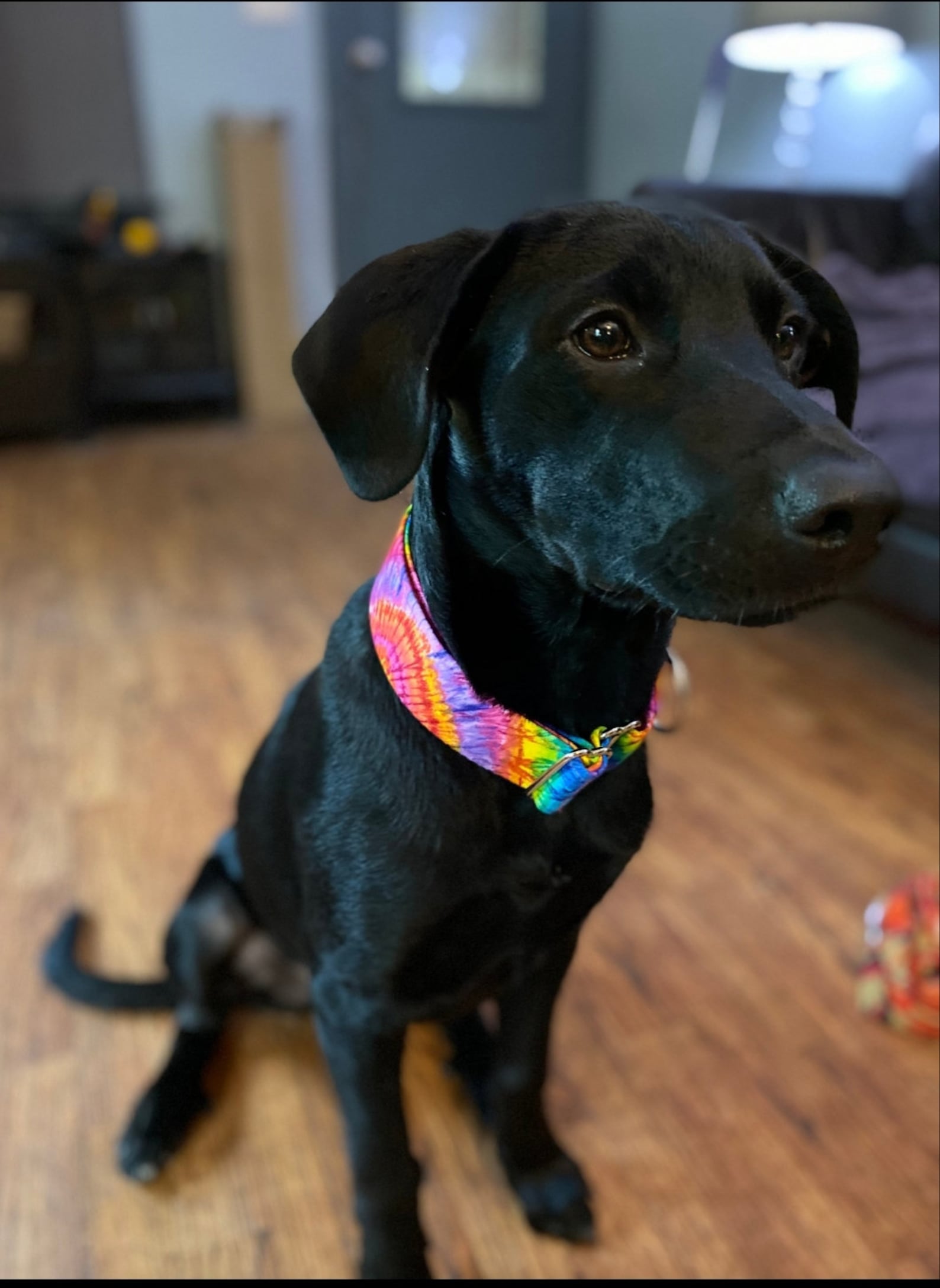 Martingale Dog Collar Original Hippie Tie Dye Woodstock Pride Etsy