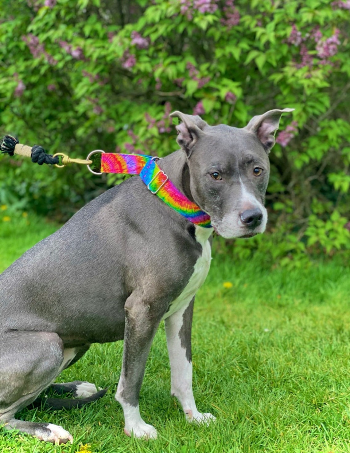 Martingale Dog Collar Original Hippie Tie Dye Woodstock Pride Etsy