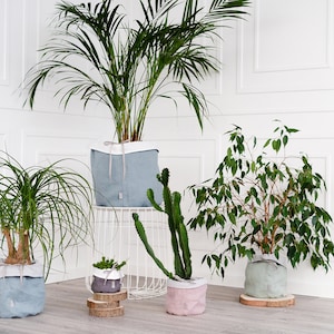 Peut inclure: Cinq plantes en pot de différentes tailles et couleurs, dont un palmier, un cactus et un dracaena, le tout dans des pots en tissu. Les plantes sont disposées sur un sol en bois blanc devant un mur blanc.