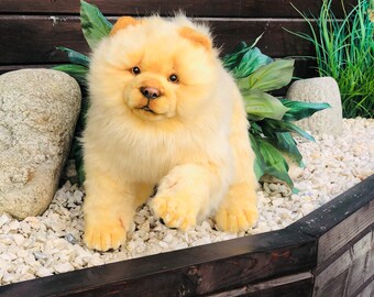 chow chow craigslist