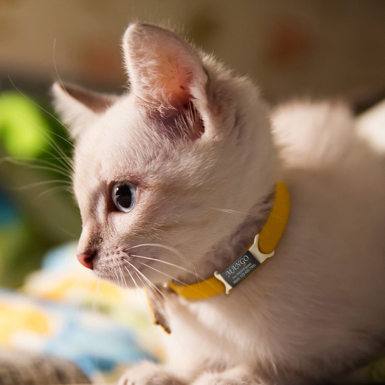 May include: A light-colored kitten with blue eyes wearing a bright yellow collar. The collar features a rectangular metal identification tag engraved with the name MANGO, the text I'm microchipped, and the phone number 123-456-7890.