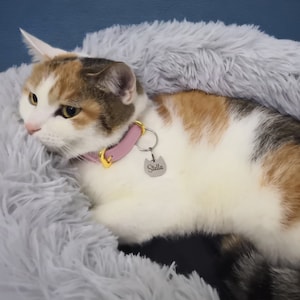 Puede incluir: Un gato calic&oacute; lleva un collar rosa claro con herrajes dorados y una placa de identificaci&oacute;n de metal plateado con forma de gato grabada con el nombre Stella. El gato descansa en una cama de piel sint&eacute;tica de pelo largo gris claro.