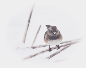 Bird, Fine Art, Photography Print, Home Decor, Wall Art, Wall Decor, Office Decor, Nature, Winter, Snow, Canvas, Canvas Art, Canvas Wall Art