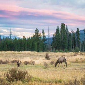 Rocky Mountain National Park, Colorado, Elk, Photography, Canvas, Canvas Wall Art, Home Decor, Wall Decor, Nature