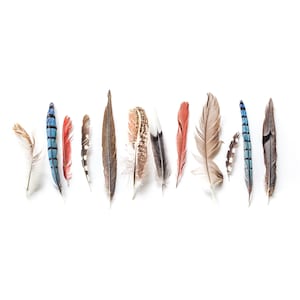 Feathers, Nature, Wall Art, Home Decor, Birds, Canvas, Canvas Wall Art, Nature Decor, Office Decor, Kitchen Decor, Still Life