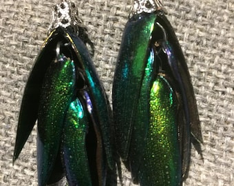 JEWEL BEETLE Wing Earrings - 3 Pair