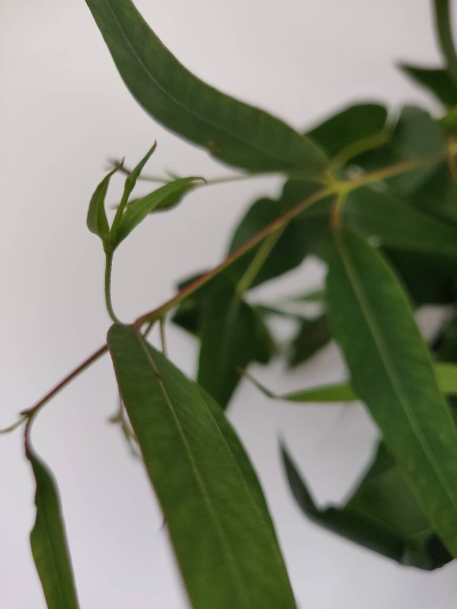 Eucalyptus Leaves Dried Whole Leaves Aromatic Herbs Etsy