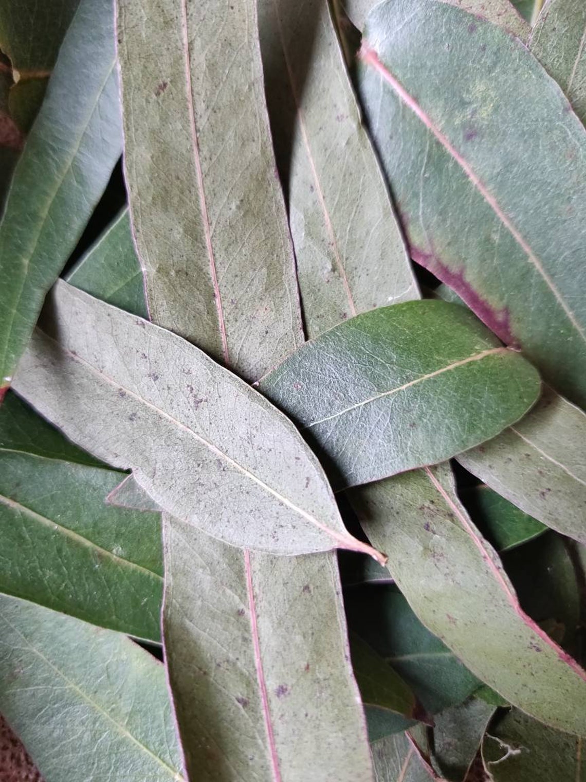 Eucalyptus Leaves Dried Whole Leaves Aromatic Herbs Etsy