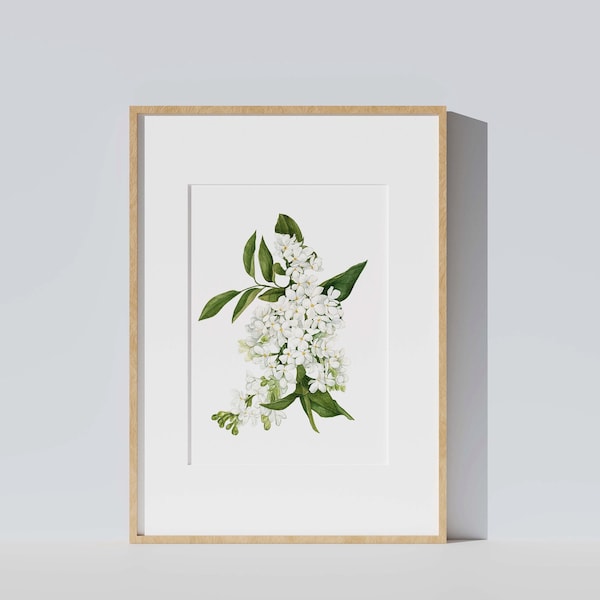 Affiche Lilas Syringa, aquarelle botanique de fleurs blanches