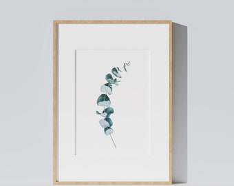 Affiche aquarelle botanique plante, eucalyptus