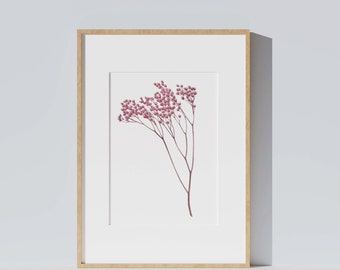 Botanical illustration of dried flower