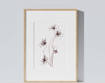 Poster Botanical illustration of grasses, dried umbels