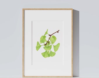 Affiche illustration botanique plante, Ginkgo biloba