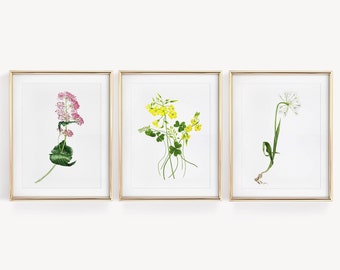 Fleurs sauvages, affiches aquarelles botaniques