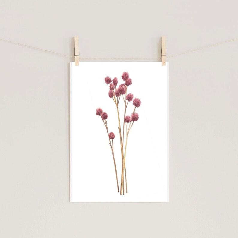 Botanical illustration of dried flower, gomphrena image 5