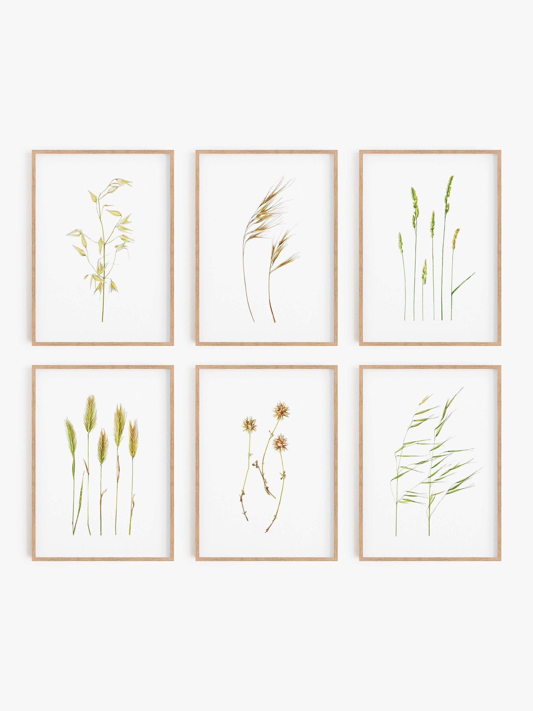 Affiches Illustrations Botaniques, Herbes Sauvages