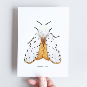 Carte naturaliste A6 de papillon de nuit, jaune et tacheté