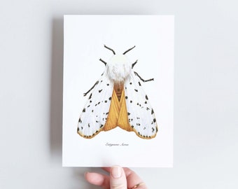 A6 Naturalist Map of Moth, Yellow and Spotted
