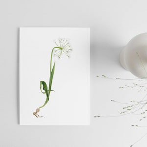 Carte dessinée d'une fleur sauvage, Allium blanc A6 image 3