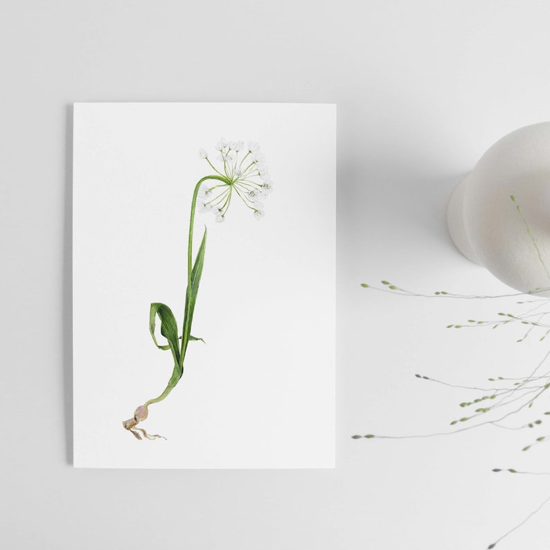 Carte dessinée d'une fleur sauvage, Allium blanc A6 image 3