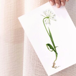 Carte dessinée d'une fleur sauvage, Allium blanc A6 image 2