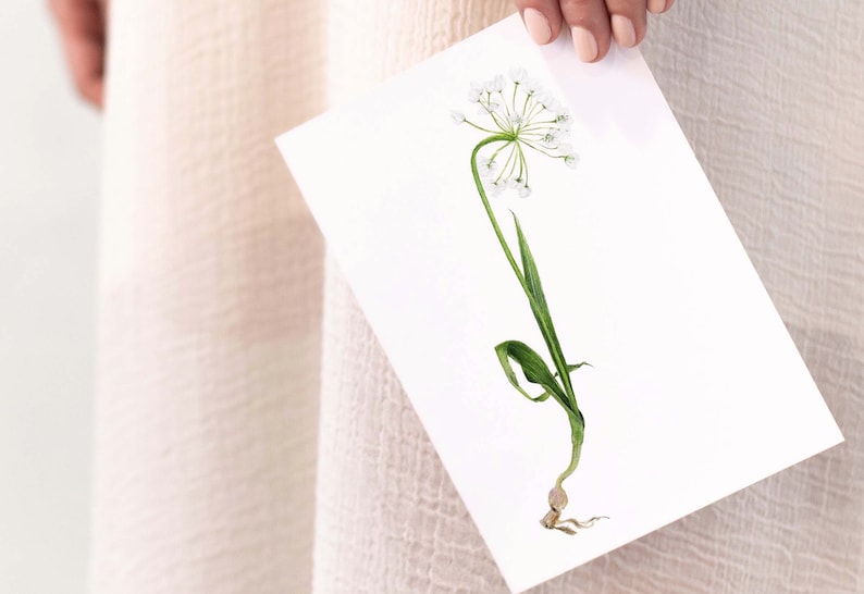 Carte dessinée d'une fleur sauvage, Allium blanc A6 image 2