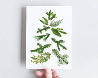 Carte de voeux botanique sapin, à offrir pour Noël