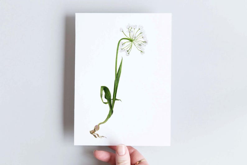 Carte dessinée d'une fleur sauvage, Allium blanc A6 image 1