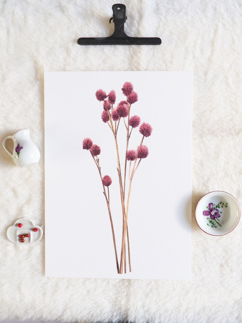 Botanical illustration of dried flower, gomphrena image 3