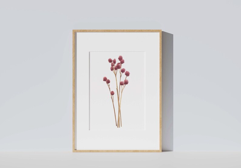 Botanical illustration of dried flower, gomphrena image 1