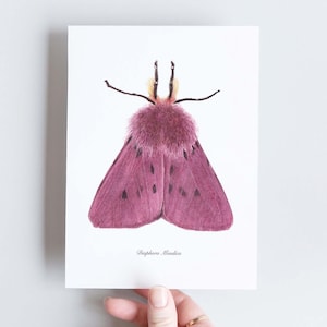Carte naturaliste A6 de papillon de nuit couleur pourpre