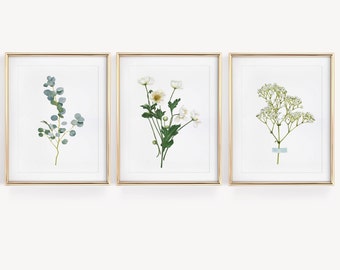 Poster Botanical illustrations of white flowers, gypsophila ranunculus eucalyptus