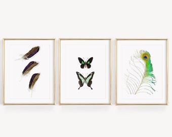 Naturalistic watercolor posters, feathers and butterflies