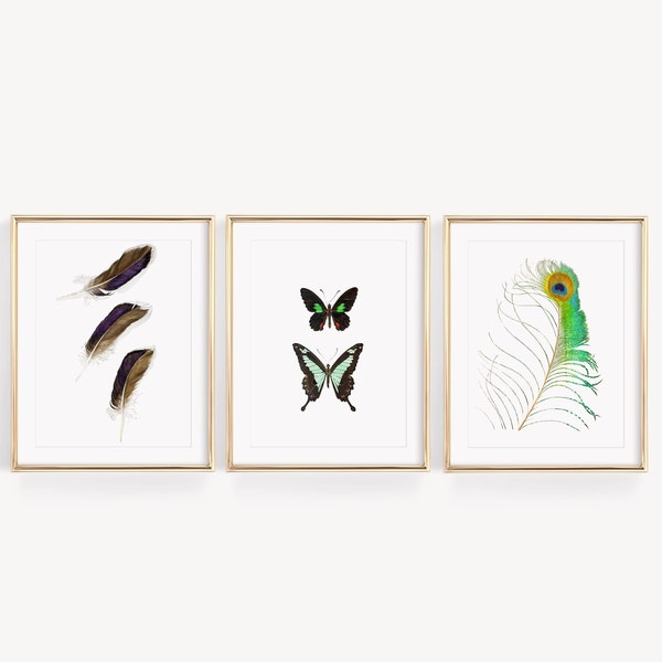 Affiches aquarelles naturalistes, plumes et papillons