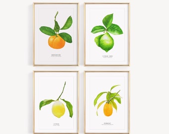 Affiches aquarelles botaniques agrumes, citron vert et mandarine