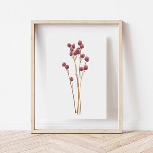 Botanical illustration of dried flower, gomphrena image 4