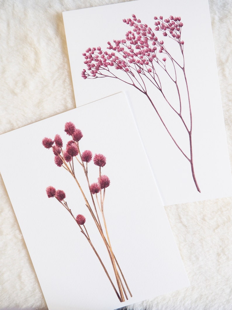 Botanical illustration of dried flower, gomphrena image 7