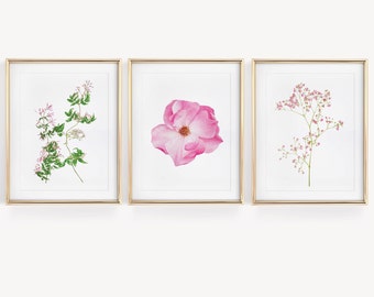 Posters botanical illustrations of flowers, jasmine pink gypsophila
